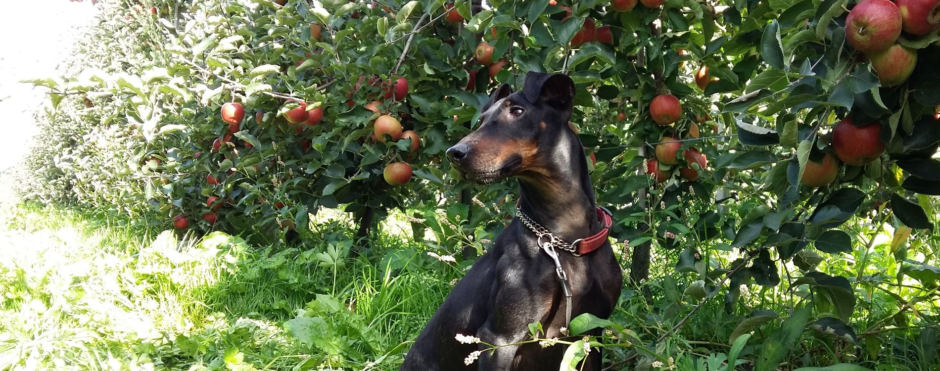 Chester in the apple garden