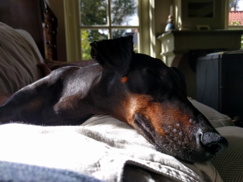 Chester sleeping